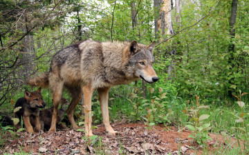 Картинка животные волки +койоты +шакалы лес природа