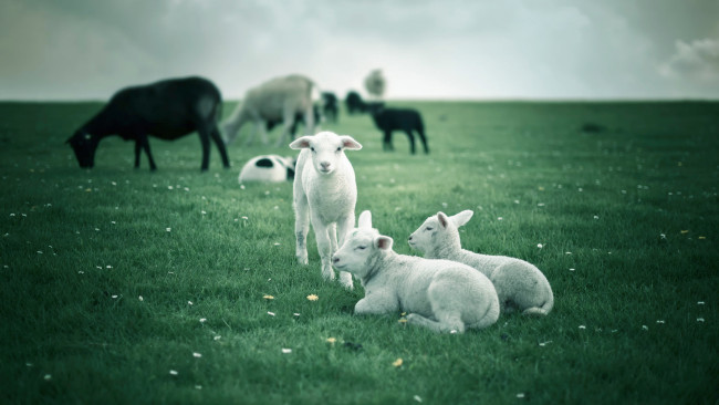 Обои картинки фото животные, овцы,  бараны, поле, ягнята