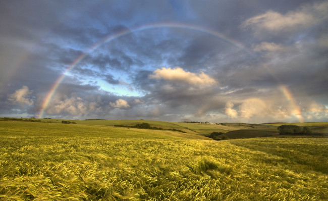 Обои картинки фото природа, радуга, пшеница, поле