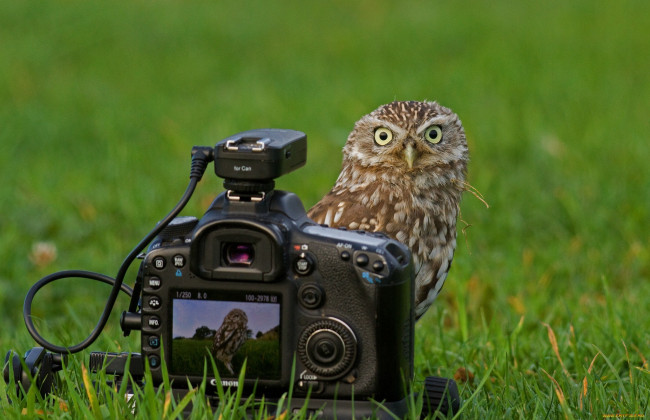 Обои картинки фото животные, совы, canon, трава, фотоаппарат, сова, взгляд