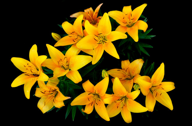 Обои картинки фото цветы, лилии,  лилейники, желтый