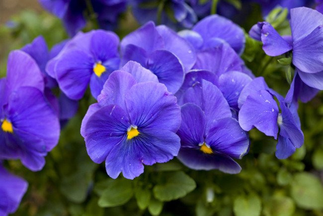 Обои картинки фото цветы, анютины глазки , садовые фиалки, фиолет