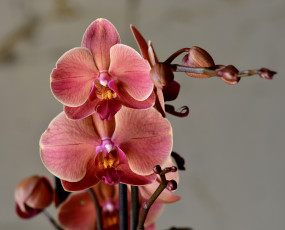 Картинка цветы орхидеи цветение flowering flowers orchids