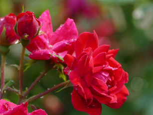 Картинка цветы розы цветение лепестки бутон розовая роза