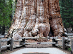 Картинка general+sherman+giant+sequoia+tree природа деревья general sherman giant sequoia tree