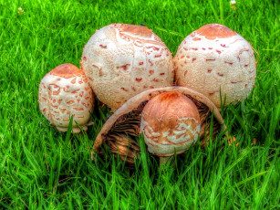 Картинка природа грибы шляпки грибная семейка трава