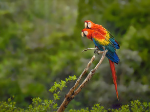 Картинка животные попугаи красный ара парочка птицы