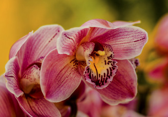 Картинка цветы орхидеи flowering flowers orchids цветение