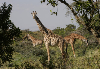 Картинка животные жирафы жираф окрас шея животное