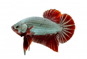 Картинка животные рыбы рыбка