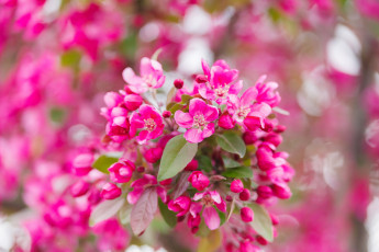 Картинка цветы цветущие+деревья+ +кустарники нежность цветение цветок розовая ветка листья