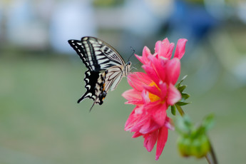Картинка животные бабочки +мотыльки +моли butterfly расцветка яркость colors brightness бабочка