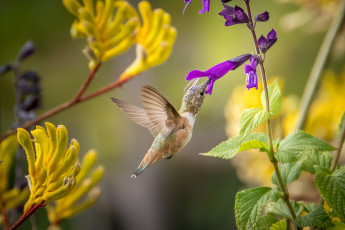Картинка животные колибри птица окрас перья клюв перышки