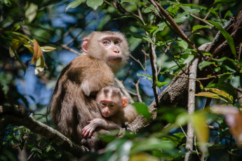 Картинка животные обезьяны обезьяна животное малыш дерево