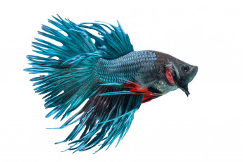 Картинка животные рыбы рыбка