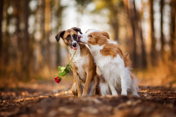 Картинка животные собаки двое поцелуй роза