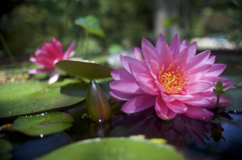 Картинка цветы лилии+водяные +нимфеи +кувшинки розовый водяная лилия нимфея
