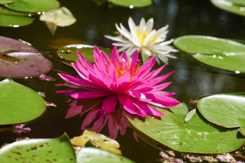 Картинка цветы лилии+водяные +нимфеи +кувшинки цветение водяные лилии листья вода