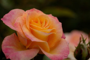Картинка цветы розы лепестки цветение розовая роза листья