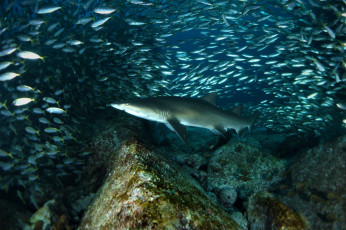 Картинка животные акулы рыбка