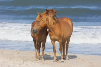 Картинка животные лошади грива большая окрас лошадь