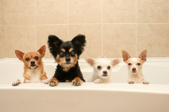 Картинка животные собаки банный день квартет ванна