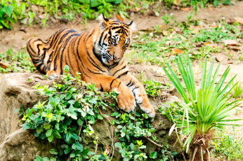 Картинка животные тигры ветка бревно детёныш котёнок кошка амурский тигр