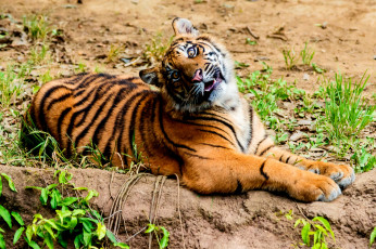 Картинка животные тигры взгляд камень мох кошка амурский тигр котёнок тигрёнок