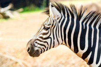 обоя животные, зебры, зебра, полосы, черная, белая, животное