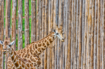 Картинка животные жирафы окрас жираф животное шея