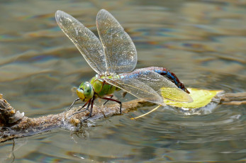 Картинка животные стрекозы насекомое глазки крылья стрекоза