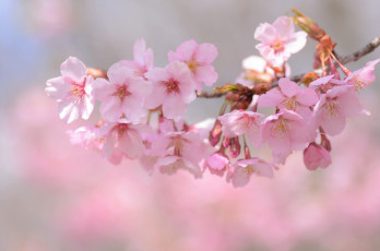 обоя цветы, сакура,  вишня, нежность
