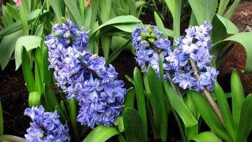 обоя цветы, гиацинты, синий
