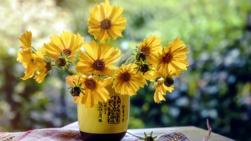 Картинка цветы космея желтый букет