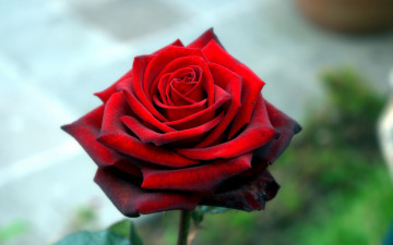 Картинка цветы розы бордо одиночка