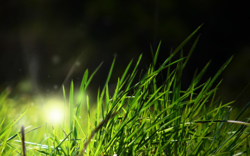 Картинка природа луга блики луг трава