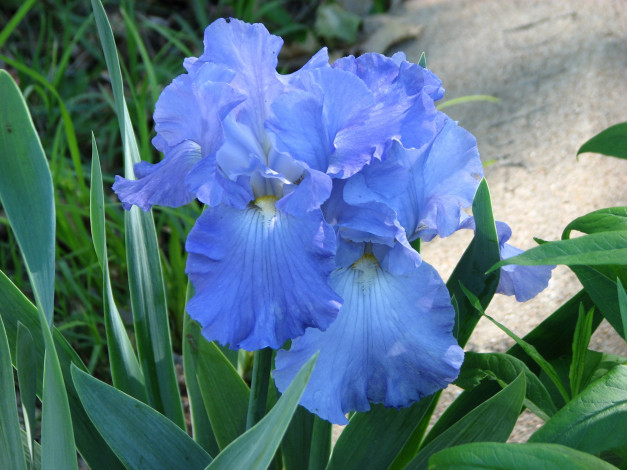 Обои картинки фото цветы, ирисы, голубые