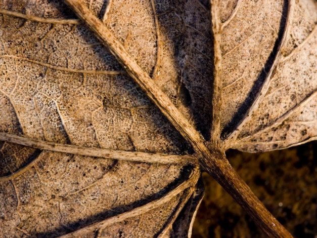 Обои картинки фото природа, листья, сухой, прожилки, лист, макро