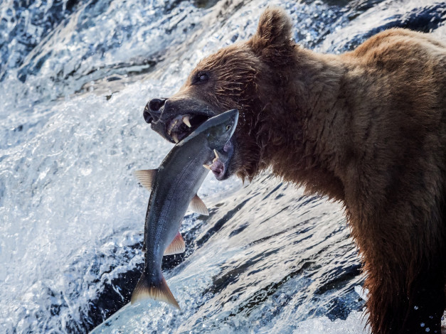Обои картинки фото животные, медведи, аляска, медведь, рыба, река, рыбалка, гризли, вода, улов