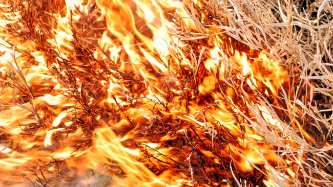 Обои картинки фото природа, огонь, пламя, горящая, трава
