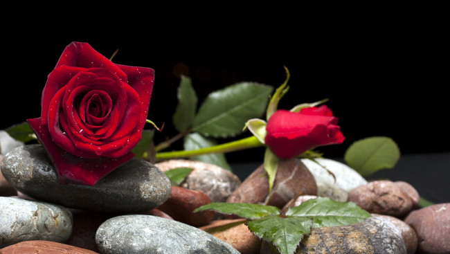 Обои картинки фото цветы, розы, капли, бутоны, дуэт, красный