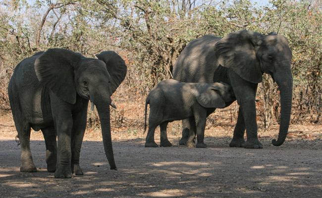 Обои картинки фото животные, слоны, хобот, большой, слон, ушки