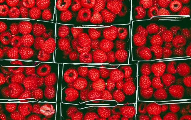 Обои картинки фото еда, малина, ягоды, много, урожай