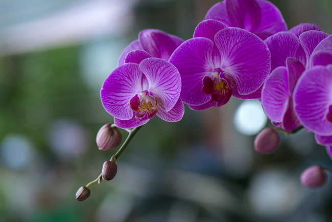 Обои картинки фото цветы, орхидеи, цветение, flowers, orchids, flowering