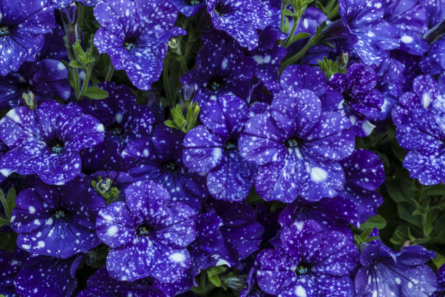 Обои картинки фото цветы, петунии,  калибрахоа, фиолетовый, цвет