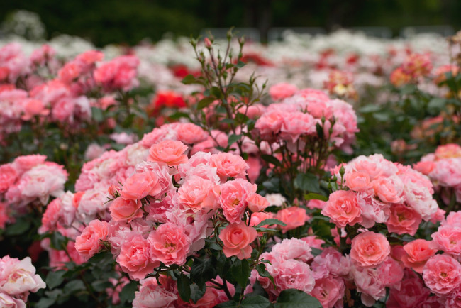 Обои картинки фото цветы, розы, розарий, кусты, розовый