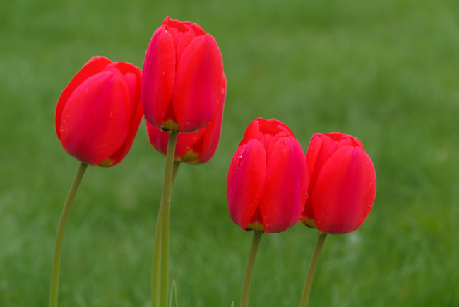 Обои картинки фото цветы, тюльпаны, лепестки, много, разноцветные, цветение