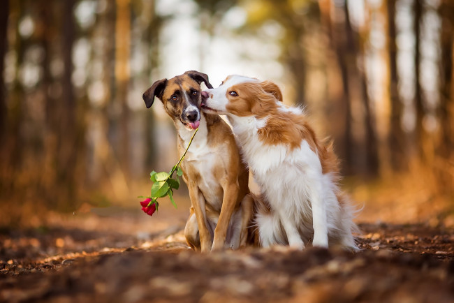 Обои картинки фото животные, собаки, двое, поцелуй, роза