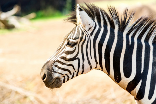 Обои картинки фото животные, зебры, зебра, полосы, черная, белая, животное
