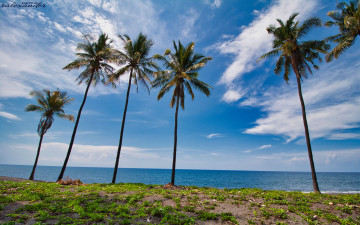 Картинка природа тропики гамак пальмы море